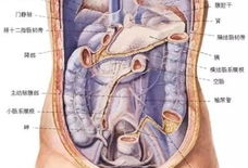 人体解剖视频,视频解析人体结构与功能